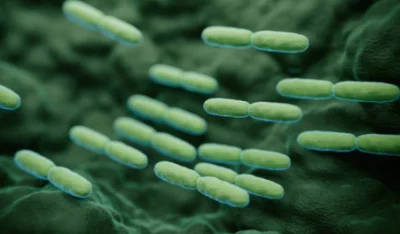  Poudre probiotique lyophilisée à haute stabilité de 100 milliards d'UFC/G Lactobacillus Delbrueckii Subsp.  Bulgaricus